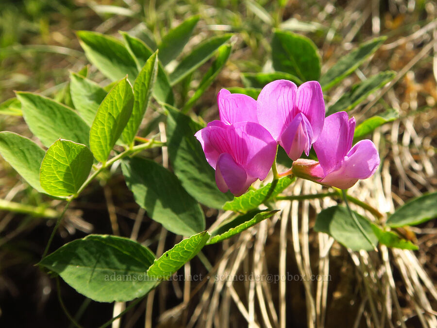 sierra pea-vine (Lathyrus nevadensis) [Dog Mountain Trail, Gifford Pinchot National Forest, Skamania County, Washington]
