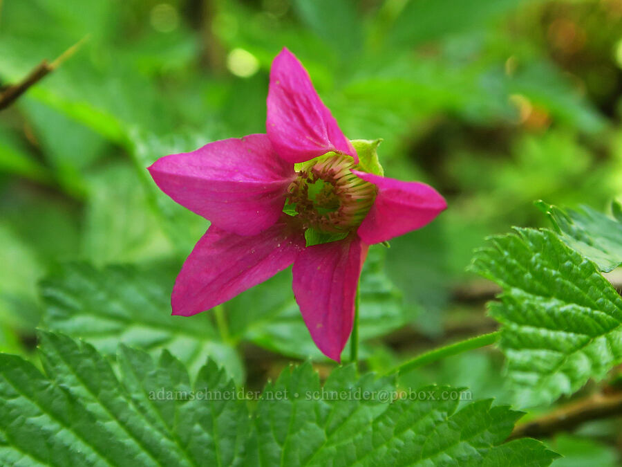 salmonberry flower (Rubus spectabilis) [Dog Mountain summit, Gifford Pinchot National Forest, Skamania County, Washington]