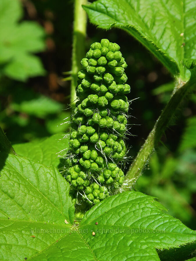 devil's club, budding (Oplopanax horridus) [Dog Mountain summit, Gifford Pinchot National Forest, Skamania County, Washington]
