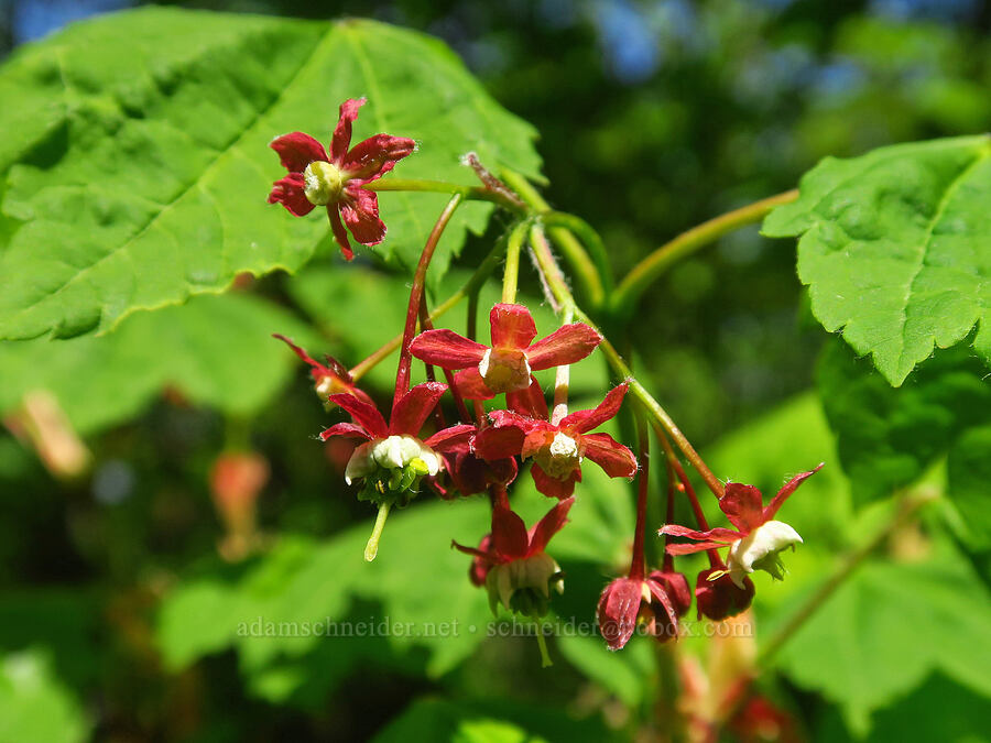 vine maple flowers (Acer circinatum) [Dog Mountain summit, Gifford Pinchot National Forest, Skamania County, Washington]