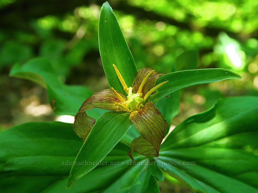 trillium, going to seed (Trillium ovatum) [Dog Mountain summit, Gifford Pinchot National Forest, Skamania County, Washington]