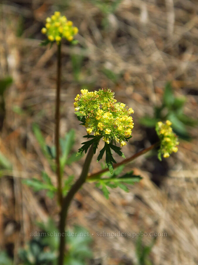 northern sanicle (Sanicula graveolens) [Dog-Augspurger Tie Trail, Gifford Pinchot National Forest, Skamania County, Washington]