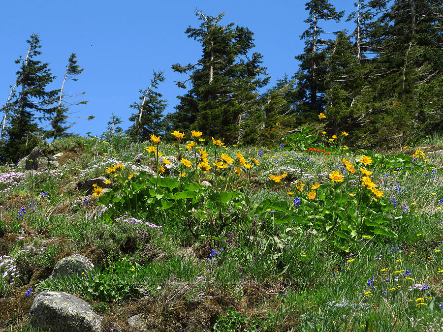 wildflowers [Dog-Augspurger Tie Trail, Gifford Pinchot National Forest, Skamania County, Washington]