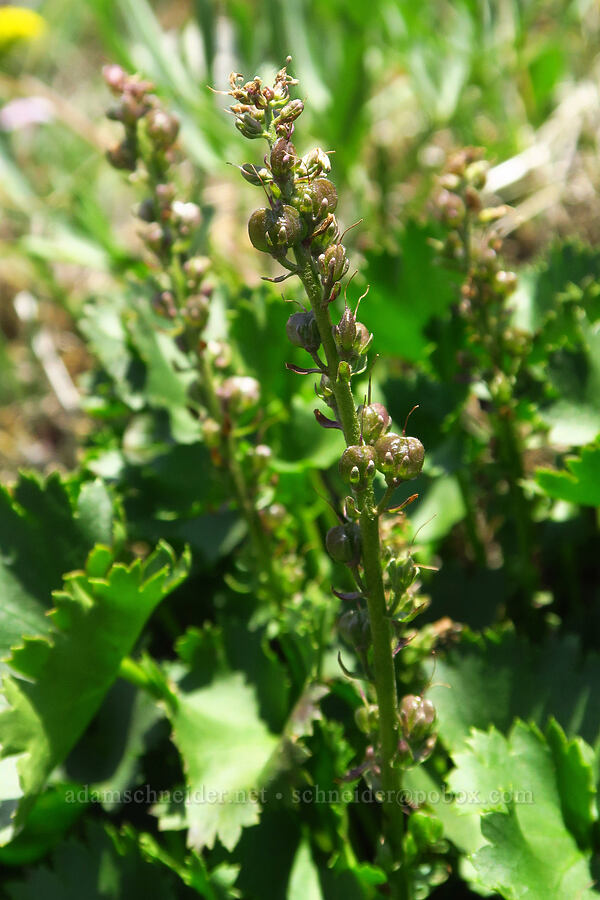 columbia kitten-tails, going to seed (Synthyris missurica ssp. stellata (Veronica missurica ssp. stellata)) [Dog-Augspurger Tie Trail, Gifford Pinchot National Forest, Skamania County, Washington]