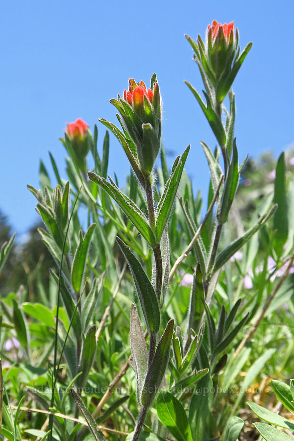 acute paintbrush (Castilleja hispida var. acuta) [Dog-Augspurger Tie Trail, Gifford Pinchot National Forest, Skamania County, Washington]