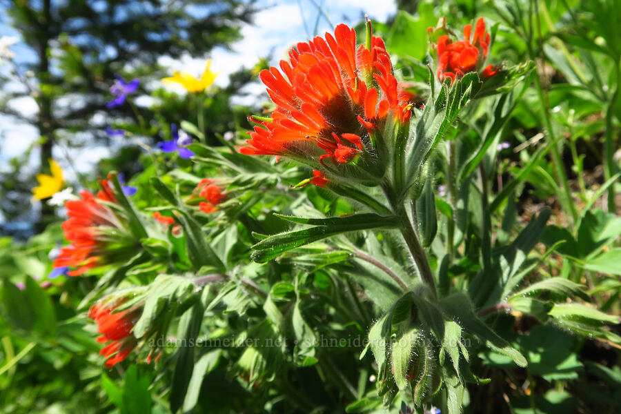 harsh paintbrush (Castilleja hispida) [Dog-Augspurger Tie Trail, Gifford Pinchot National Forest, Skamania County, Washington]