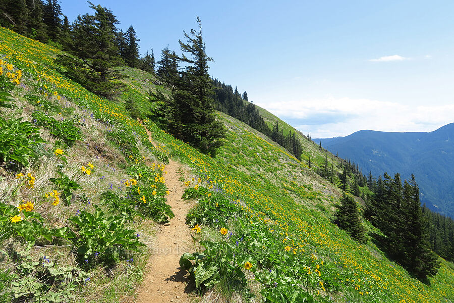 wildflowers [Dog-Augspurger Tie Trail, Gifford Pinchot National Forest, Skamania County, Washington]