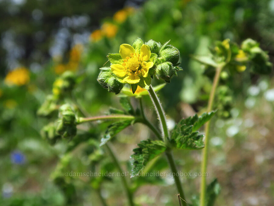 sticky cinquefoil (Drymocallis glandulosa (Potentilla glandulosa)) [Dog-Augspurger Tie Trail, Gifford Pinchot National Forest, Skamania County, Washington]