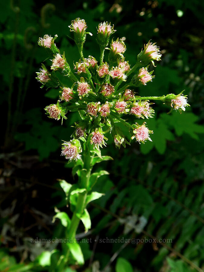 colt's-foot, fading (Petasites frigidus var. palmatus) [Dog-Augspurger Tie Trail, Gifford Pinchot National Forest, Skamania County, Washington]