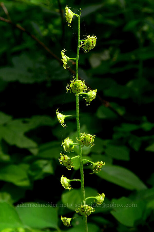 leafy mitrewort (Mitellastrum caulescens (Mitella caulescens)) [Dog-Augspurger Tie Trail, Gifford Pinchot National Forest, Skamania County, Washington]