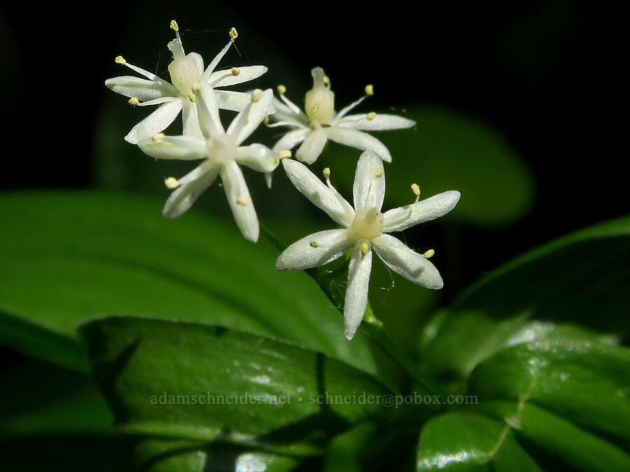 starry false-solomon's-seal (Maianthemum stellatum (Smilacina stellata)) [Augspurger Trail, Gifford Pinchot National Forest, Skamania County, Washington]