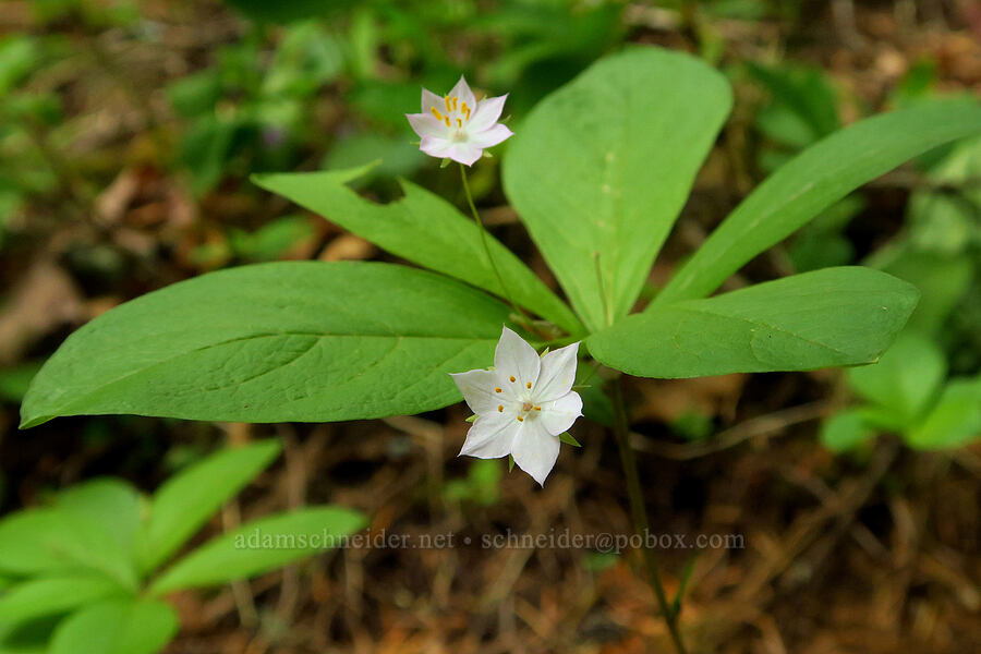 western starflower (Lysimachia latifolia (Trientalis borealis ssp. latifolia)) [Augspurger Trail, Gifford Pinchot National Forest, Skamania County, Washington]