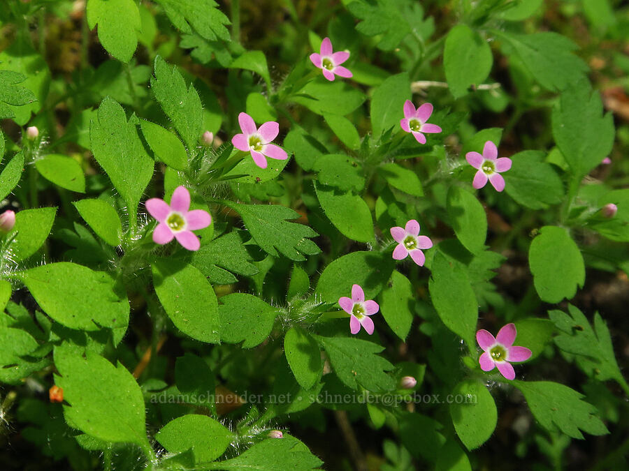 varied-leaf collomia (Collomia heterophylla) [Augspurger Trail, Gifford Pinchot National Forest, Skamania County, Washington]