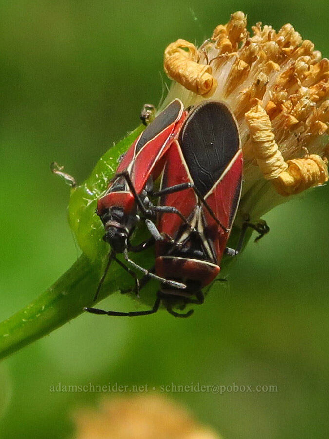 white-crossed seed bugs (Neacoryphus bicrucis) [Augspurger Trail, Gifford Pinchot National Forest, Skamania County, Washington]