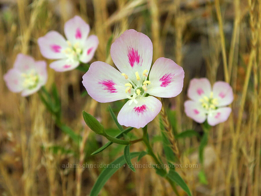 farewell-to-spring (Clarkia amoena ssp. caurina (Godetia pacifica)) [Augspurger Trail, Gifford Pinchot National Forest, Skamania County, Washington]