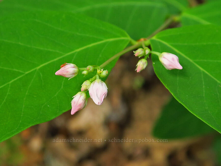 spreading dogbane, budding (Apocynum androsaemifolium) [Augspurger Trail, Gifford Pinchot National Forest, Skamania County, Washington]