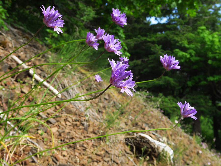 fork-tooth ookow (Dichelostemma congestum (Brodiaea congesta)) [Augspurger Trail, Gifford Pinchot National Forest, Skamania County, Washington]