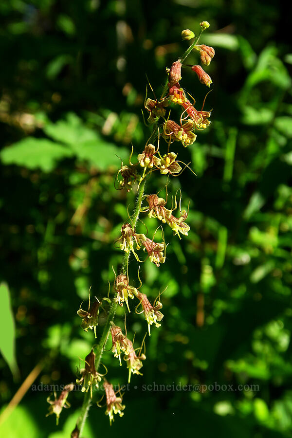 piggy-back plant (Tolmiea menziesii (Tiarella menziesii)) [Hamilton Mountain, Beacon Rock State Park, Skamania County, Washington]