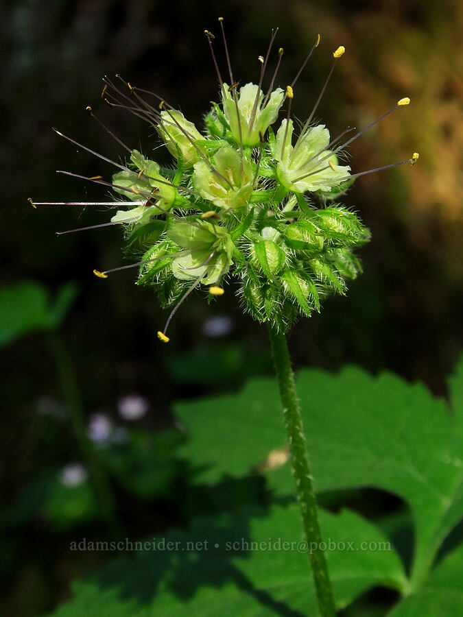 Pacific waterleaf (Hydrophyllum tenuipes) [Hamilton Mountain, Beacon Rock State Park, Skamania County, Washington]