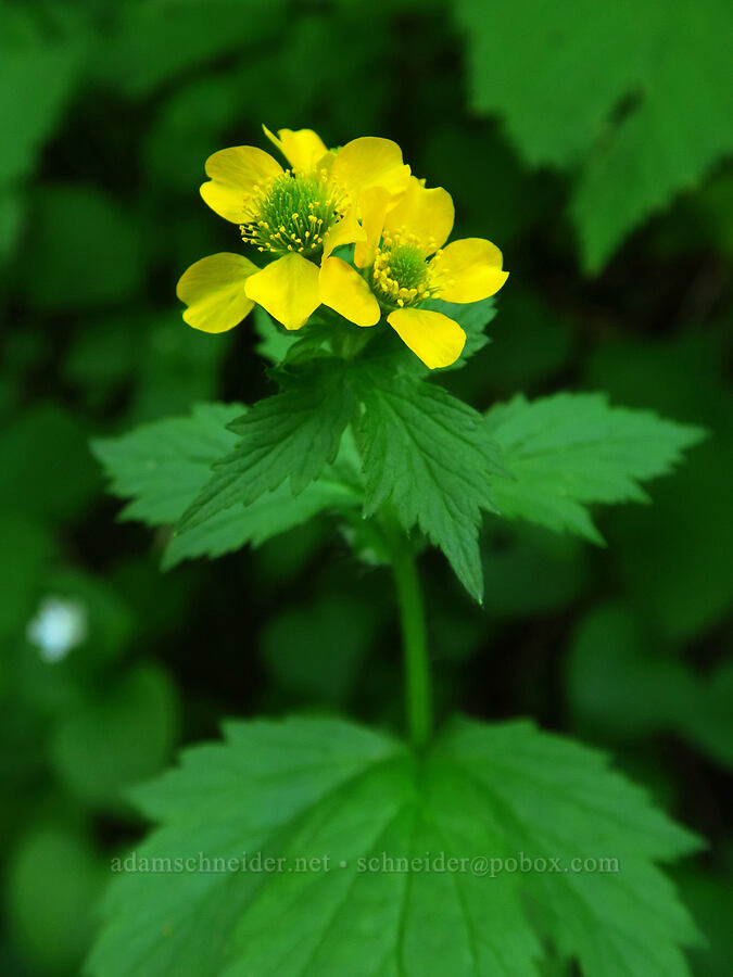 large-leaf avens (Geum macrophyllum) [Hamilton Mountain, Beacon Rock State Park, Skamania County, Washington]