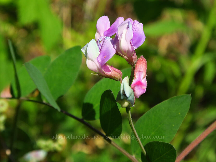 Sierra pea-vine (Lathyrus nevadensis) [Hamilton Mountain, Beacon Rock State Park, Skamania County, Washington]
