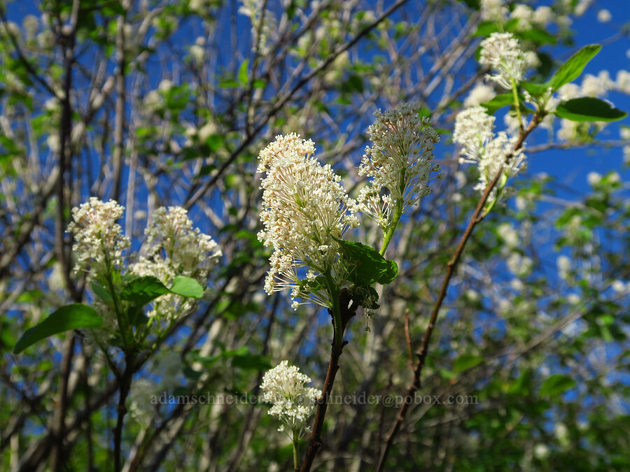 buckbrush (Ceanothus sanguineus) [Hamilton Mountain, Beacon Rock State Park, Skamania County, Washington]