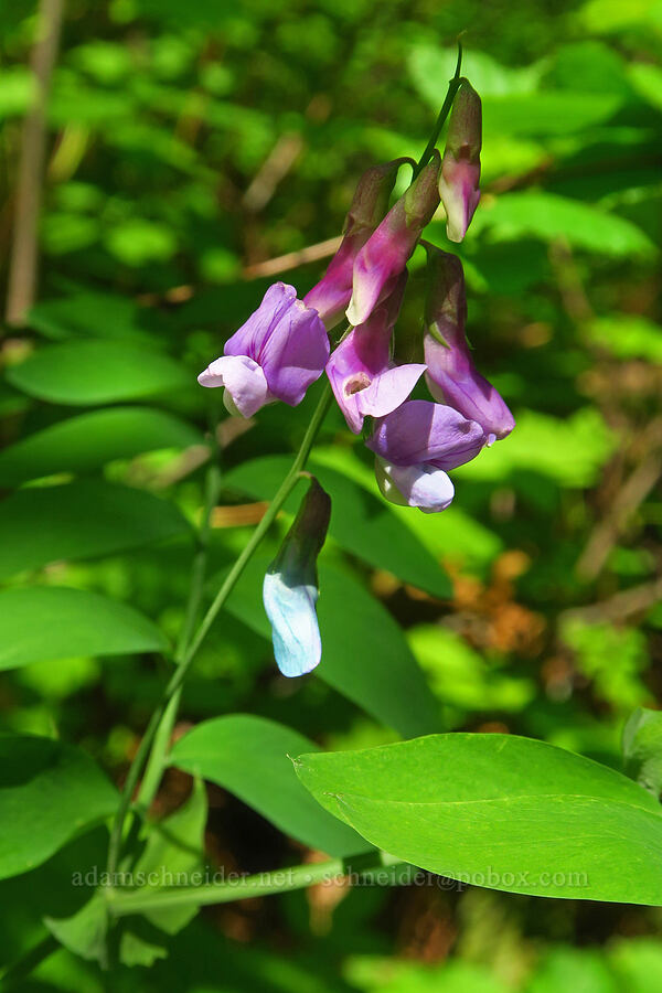leafy pea-vine (Lathyrus polyphyllus) [Hamilton Mountain, Beacon Rock State Park, Skamania County, Washington]