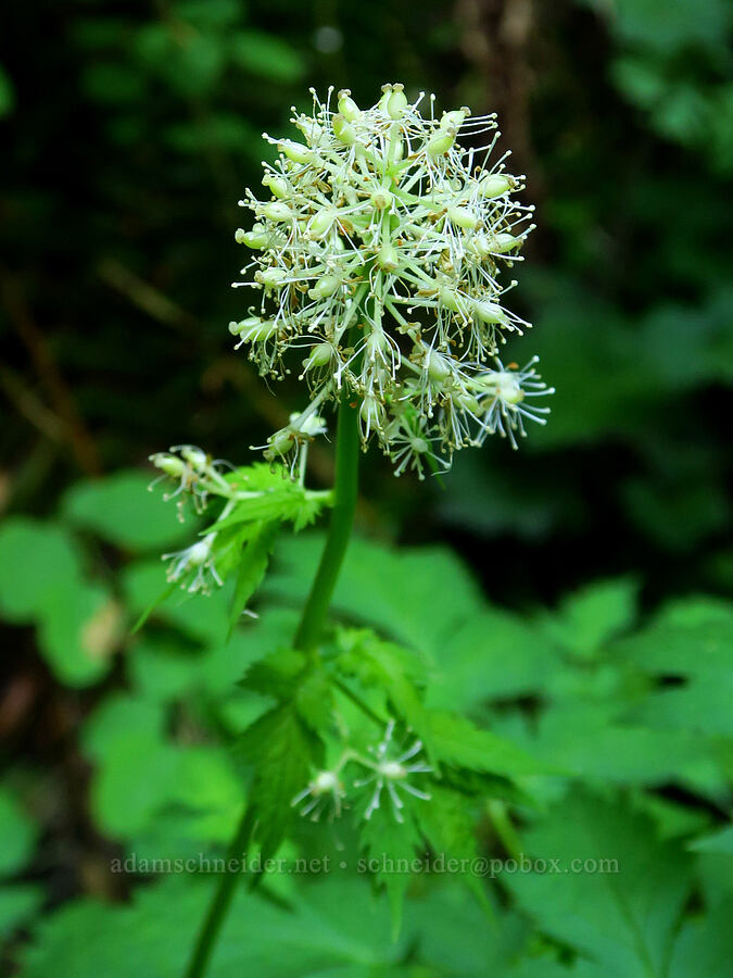 baneberry flowers, fading (Actaea rubra) [Hamilton Mountain, Beacon Rock State Park, Skamania County, Washington]