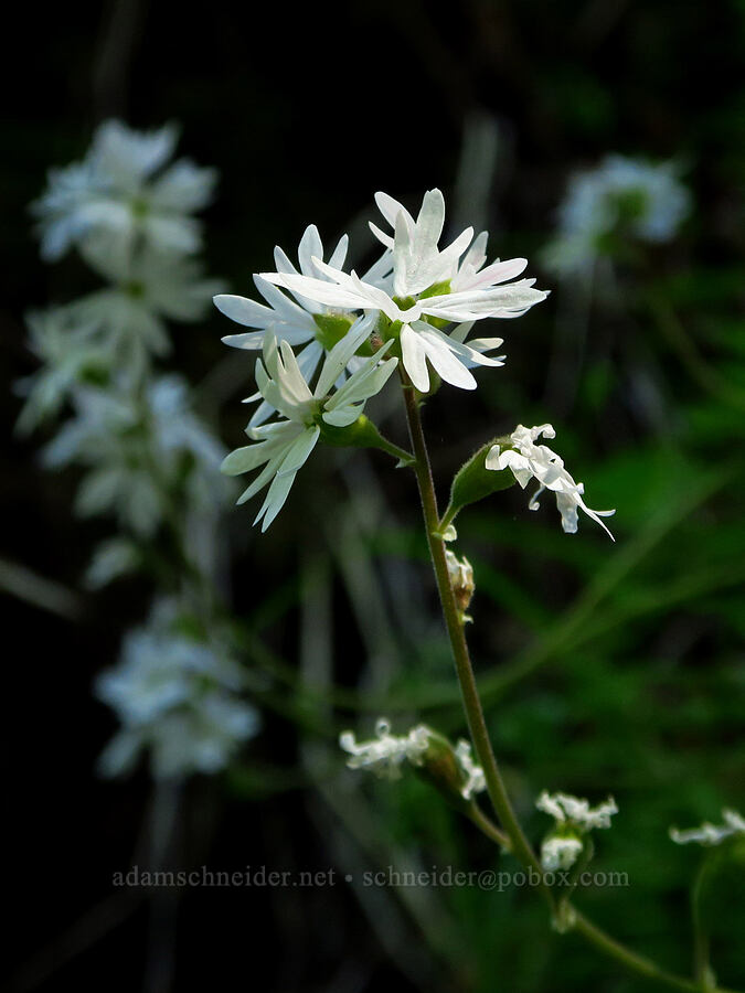 prairie stars (Lithophragma parviflorum) [Hamilton Mountain, Beacon Rock State Park, Skamania County, Washington]