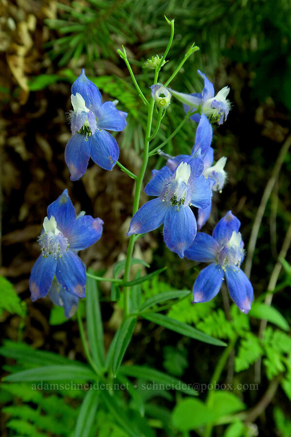 Columbian larkspur (Delphinium trolliifolium) [Hamilton Mountain, Beacon Rock State Park, Skamania County, Washington]