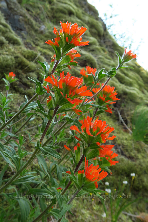harsh paintbrush (Castilleja hispida) [Hamilton Mountain, Beacon Rock State Park, Skamania County, Washington]