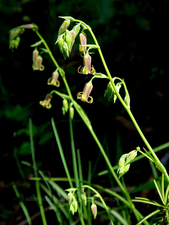 bronze bells (Anticlea occidentalis (Stenanthium occidentale)) [Hamilton Mountain, Beacon Rock State Park, Skamania County, Washington]
