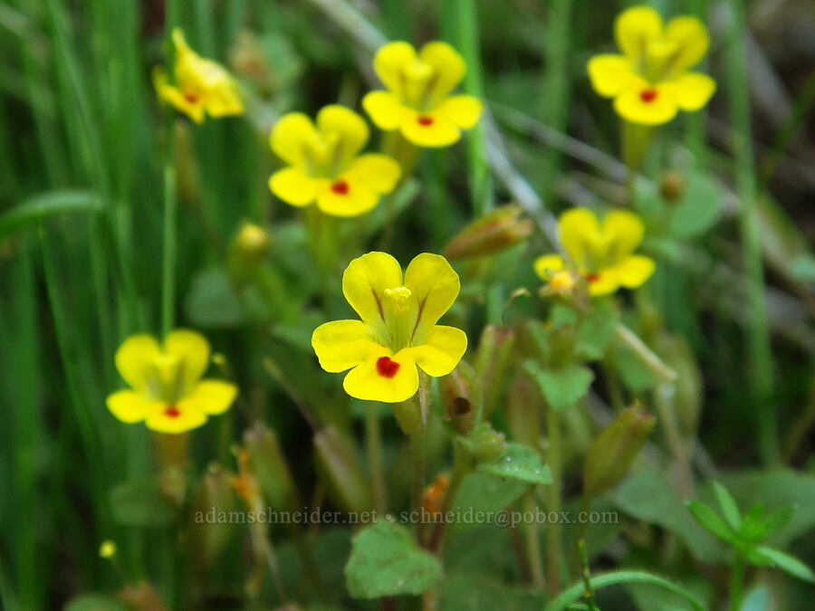 chickweed monkeyflower (Erythranthe alsinoides (Mimulus alsinoides)) [Hamilton Mountain, Beacon Rock State Park, Skamania County, Washington]