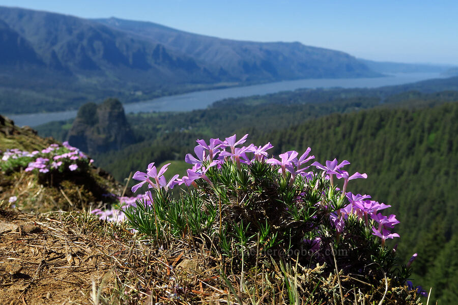 spreading phlox (Phlox diffusa) [Hamilton Mountain, Beacon Rock State Park, Skamania County, Washington]