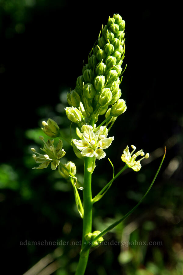 death-camas (Toxicoscordion venenosum (Zigadenus venenosus)) [Hamilton Mountain, Beacon Rock State Park, Skamania County, Washington]