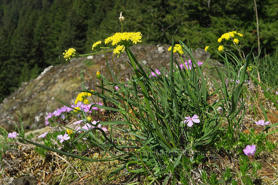 nine-leaf desert parsley & spreading phlox (Lomatium brevifolium (Lomatium triternatum var. brevifolium), Phlox diffusa) [Hamilton Mountain, Beacon Rock State Park, Skamania County, Washington]