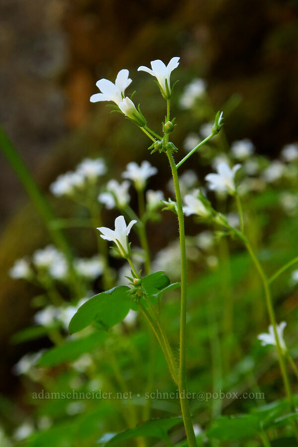 Sitka mist-maidens (Romanzoffia sitchensis) [Hamilton Mountain, Beacon Rock State Park, Skamania County, Washington]