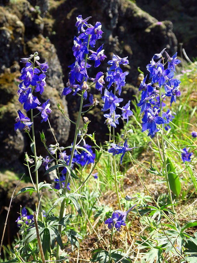 larkspur (Delphinium sp.) [Hamilton Mountain, Beacon Rock State Park, Skamania County, Washington]