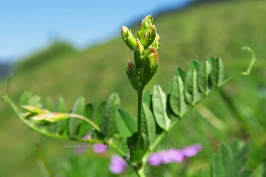 American vetch, budding (Vicia americana) [Hamilton Mountain, Beacon Rock State Park, Skamania County, Washington]