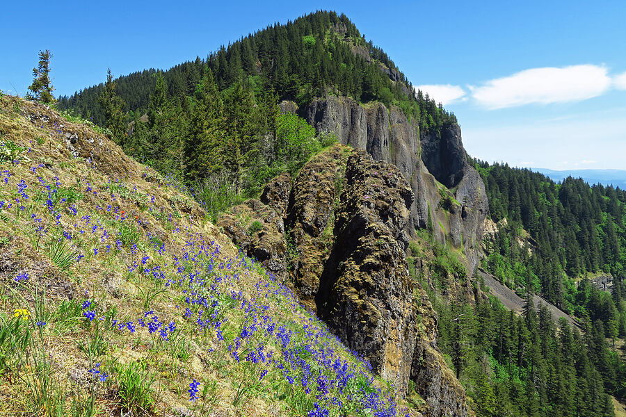 south face of Hamilton Mountain [Hamilton Mountain, Beacon Rock State Park, Skamania County, Washington]