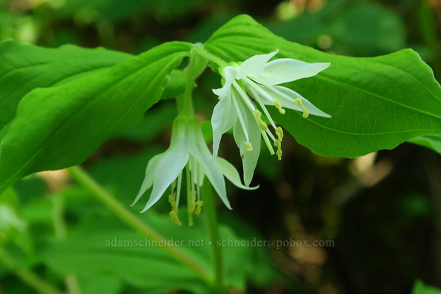 Hooker's fairy-bells (Prosartes hookeri (Disporum hookeri)) [Hamilton Mountain, Beacon Rock State Park, Skamania County, Washington]