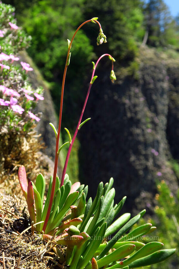 Columbia lewisia, budding (Lewisia columbiana) [Hamilton Mountain, Beacon Rock State Park, Skamania County, Washington]