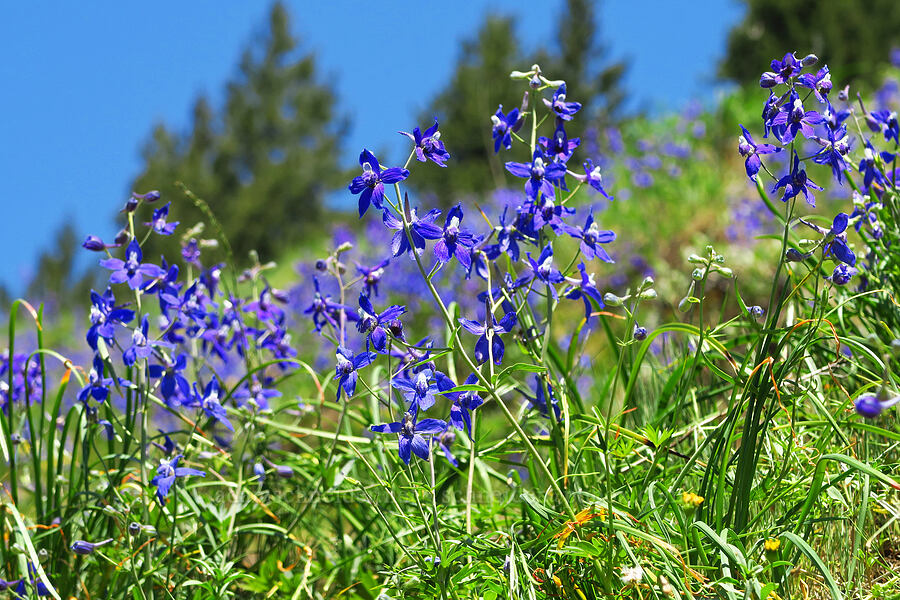 larkspur (Delphinium sp.) [Hamilton Mountain, Beacon Rock State Park, Skamania County, Washington]