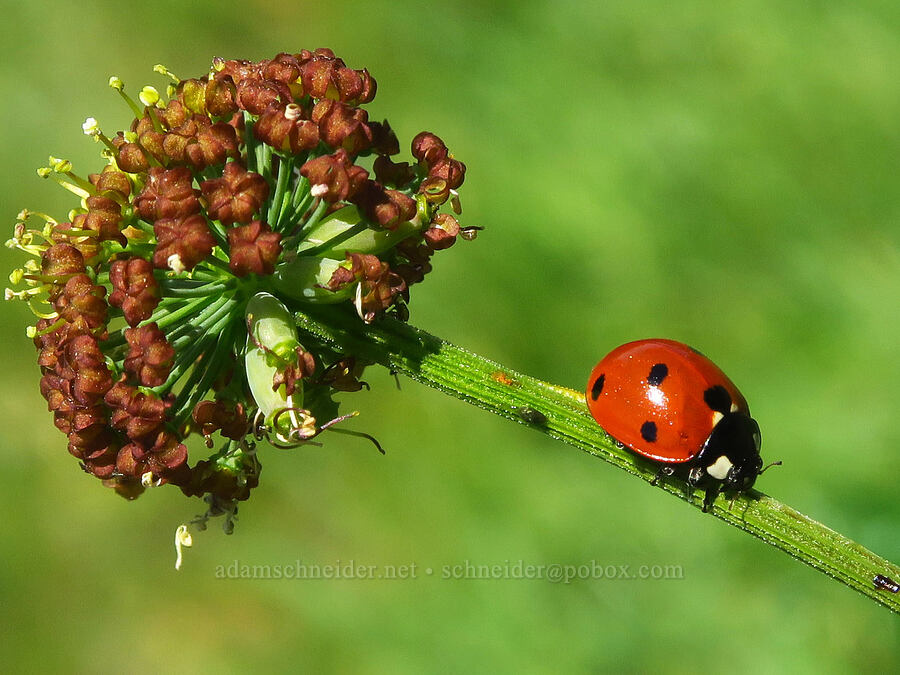 seven-spotted ladybug on brown fern-leaf desert parsley (Coccinella septempunctata, Lomatium dissectum var. dissectum) [Hamilton Mountain, Beacon Rock State Park, Skamania County, Washington]