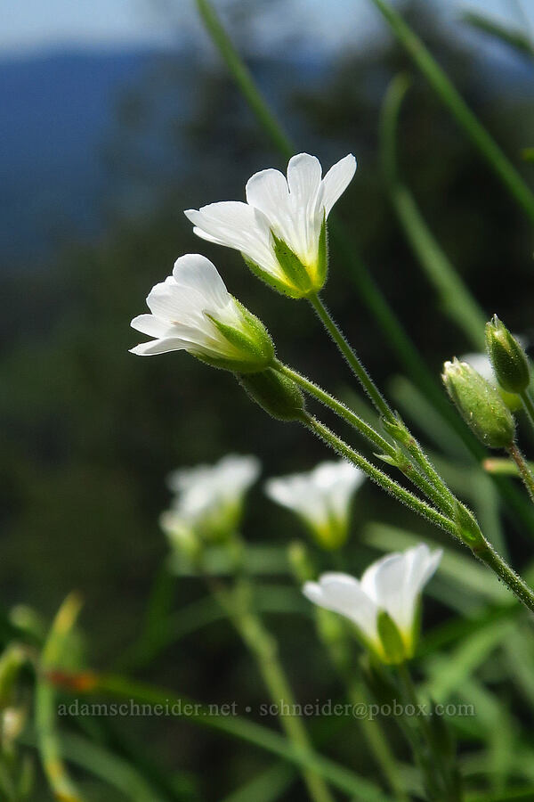 chickweed (Cerastium arvense) [Hamilton Mountain, Beacon Rock State Park, Skamania County, Washington]