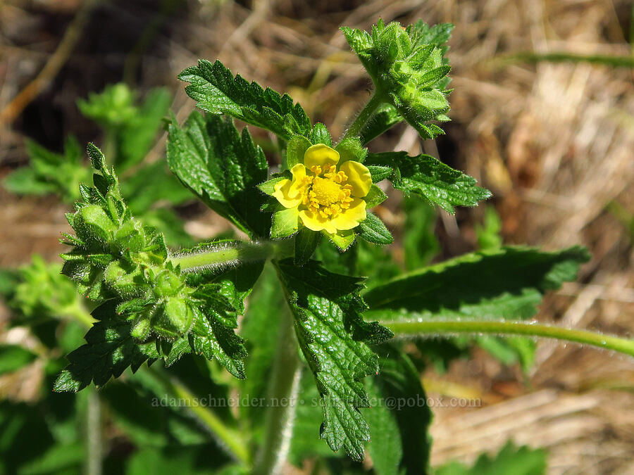 sticky cinquefoil (Drymocallis glandulosa (Potentilla glandulosa)) [Hamilton Mountain, Beacon Rock State Park, Skamania County, Washington]