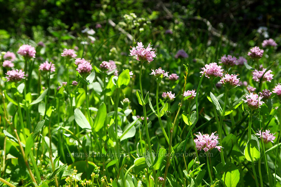 rosy plectritis (Plectritis congesta) [Hamilton Mountain, Beacon Rock State Park, Skamania County, Washington]