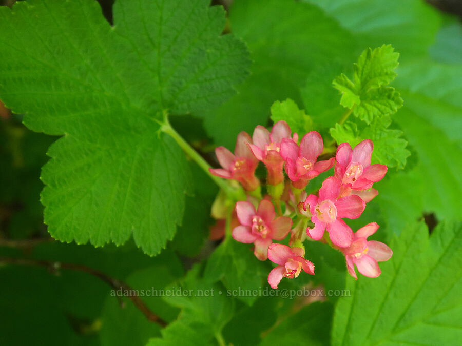 red-flowered currant (Ribes sanguineum) [Hamilton Mountain, Beacon Rock State Park, Skamania County, Washington]