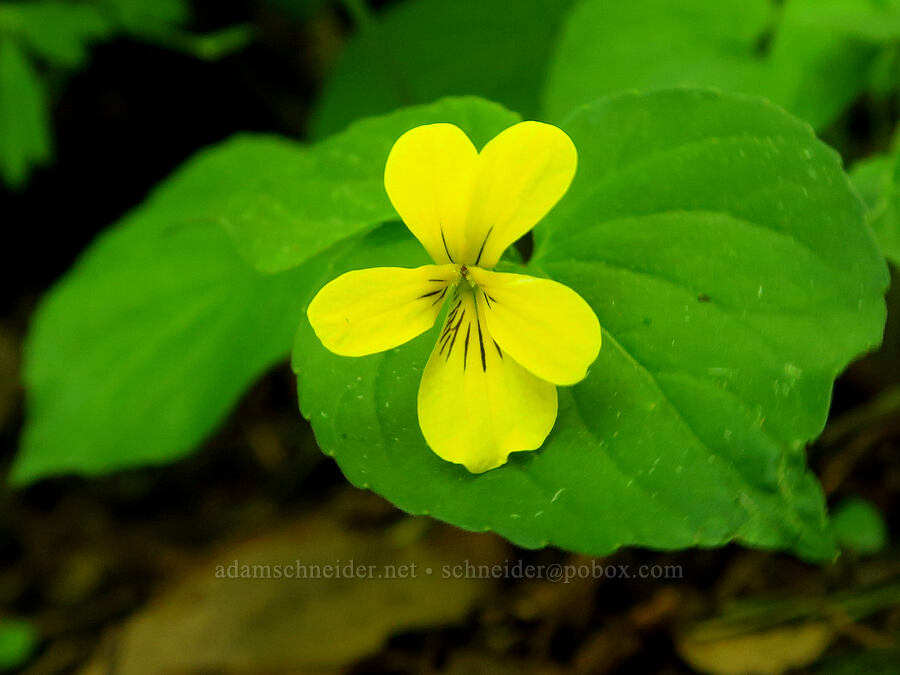 pioneer violet (Viola glabella) [Hamilton Mountain, Beacon Rock State Park, Skamania County, Washington]