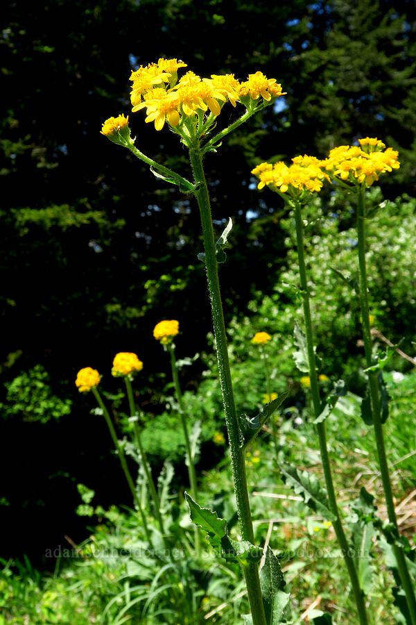 western groundsel (Senecio integerrimus) [Hamilton Mountain, Beacon Rock State Park, Skamania County, Washington]
